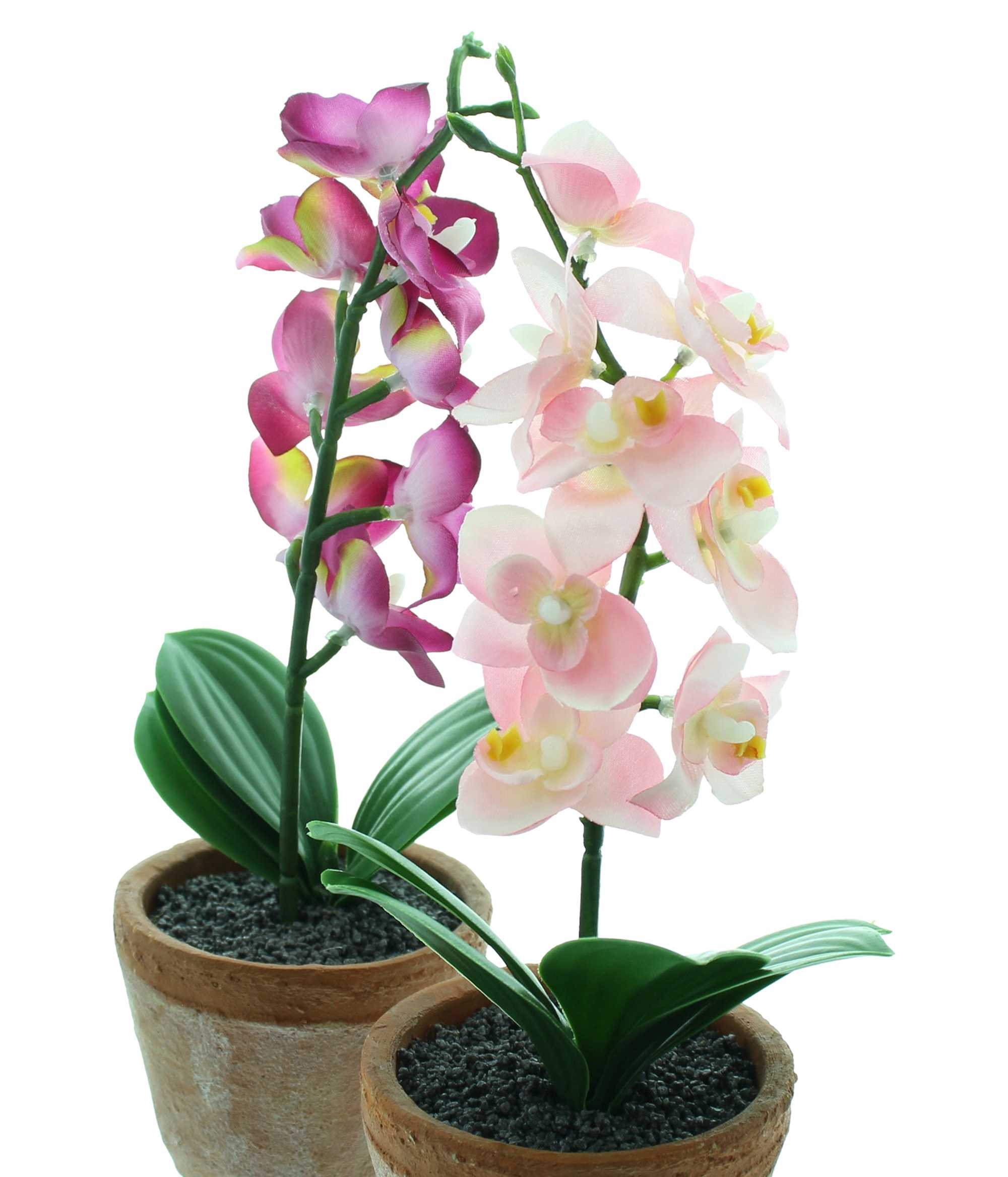 Acheter Lot de 2 orchidées en pot  dans la boutique en ligne de Frank Flechtwaren pour Pâques