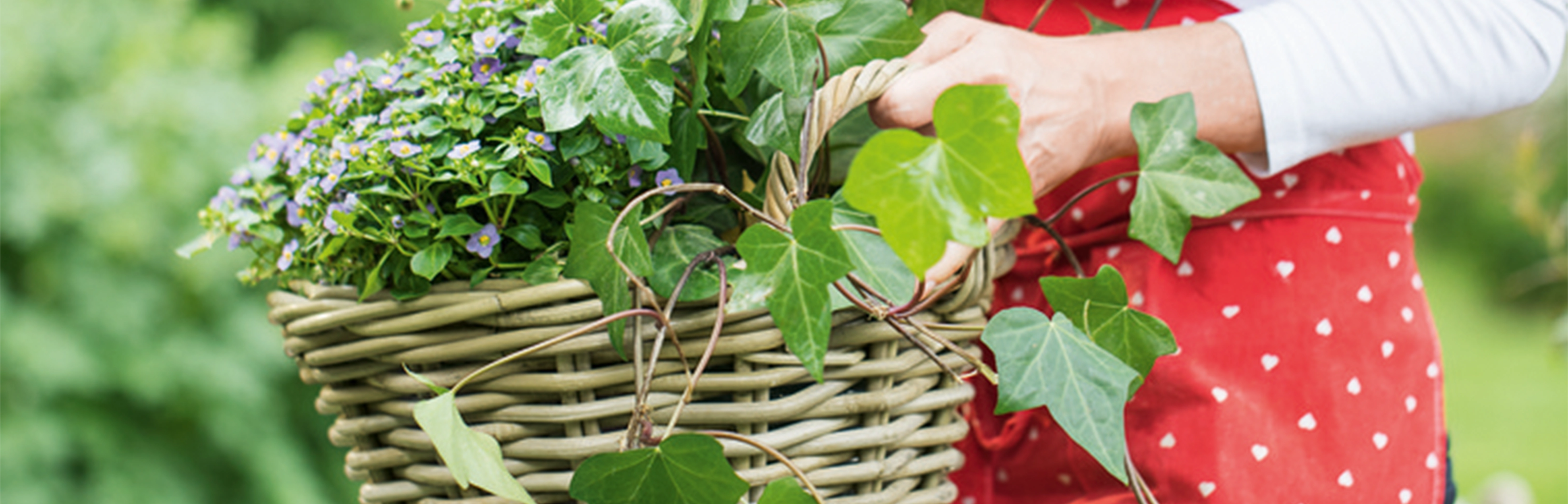 Panier à plantes : panier en osier tressé avec des plantes vertes, du lierre et des fleurs violettes pour la décoration de jardin