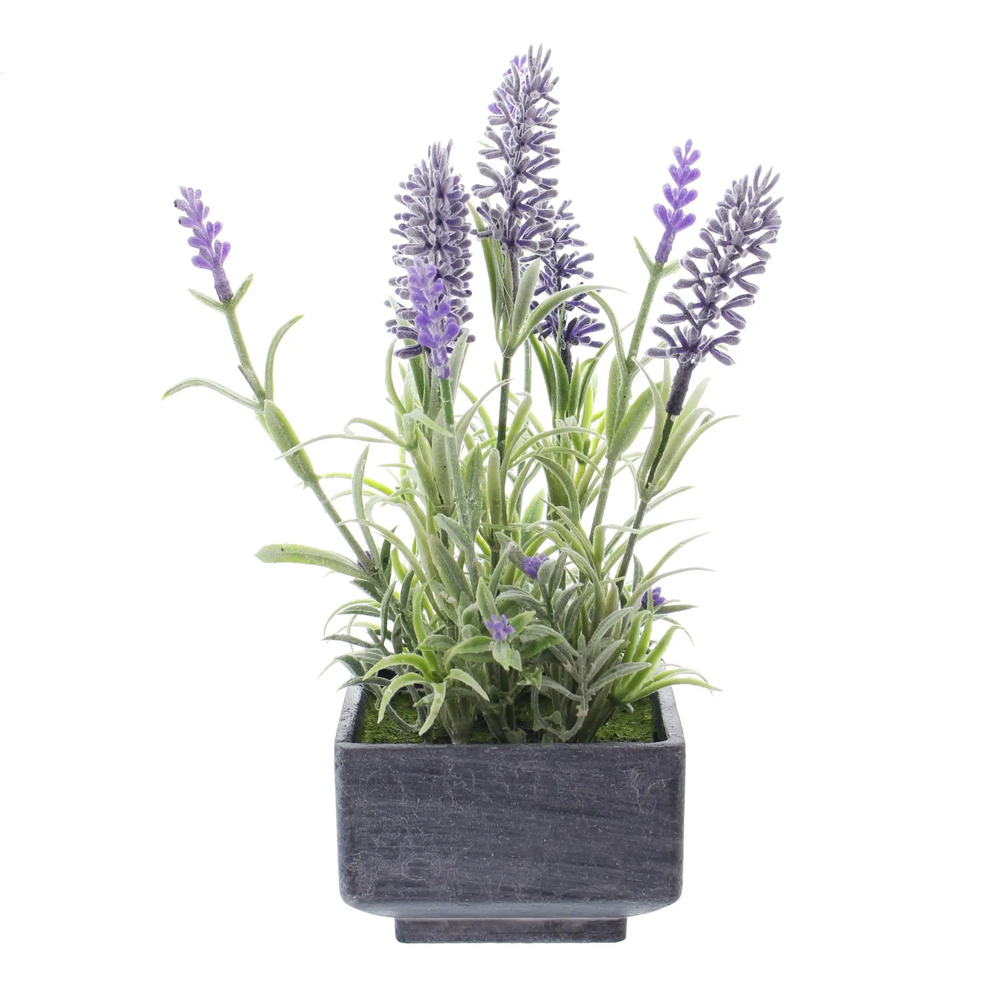 Acheter Lavande en pot dans la boutique en ligne de Frank Flechtwaren pour Plantes artificielles Acheter Lavande en pot dans la boutique en ligne de Frank Flechtwaren pour Plantes artificielles