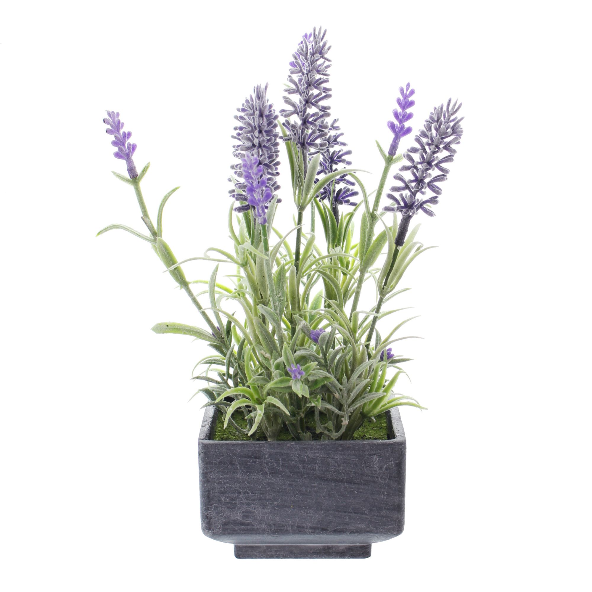 Acheter Lavande en pot dans la boutique en ligne de Frank Flechtwaren pour Plantes artificielles Acheter Lavande en pot dans la boutique en ligne de Frank Flechtwaren pour Plantes artificielles