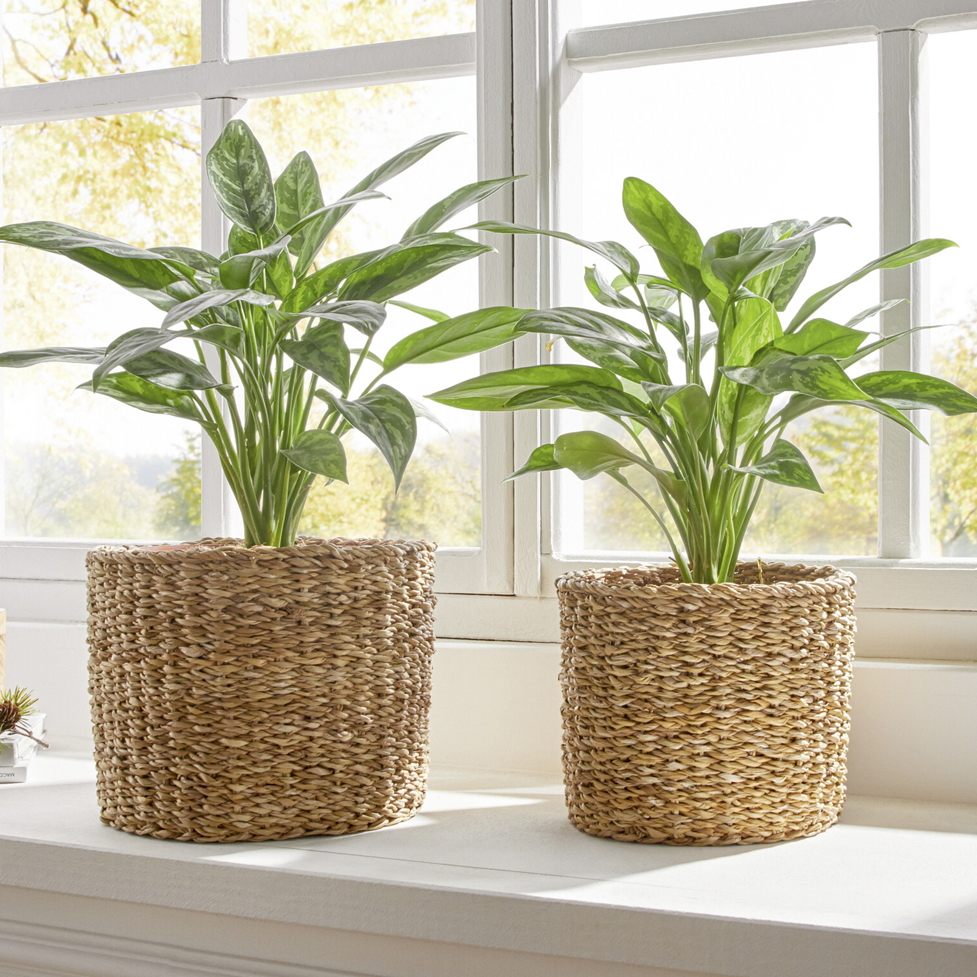 Acheter Lot de 2 cache-pots "zostère"  dans la boutique en ligne de Frank Flechtwaren