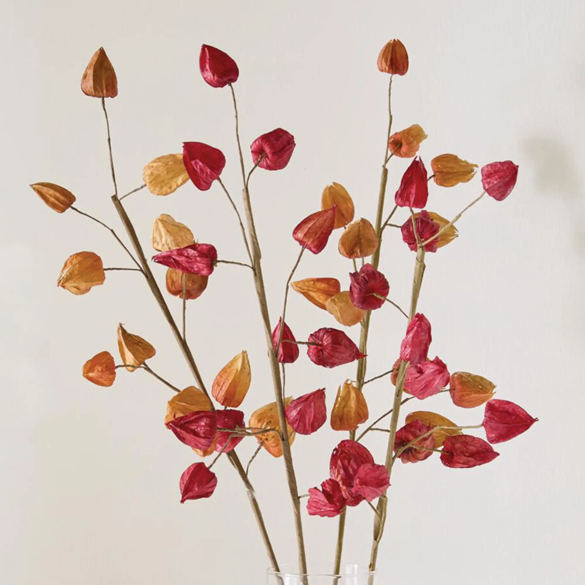 Acheter Branche décorative « Physalis », lot de 2 dans la boutique en ligne de Frank Flechtwaren