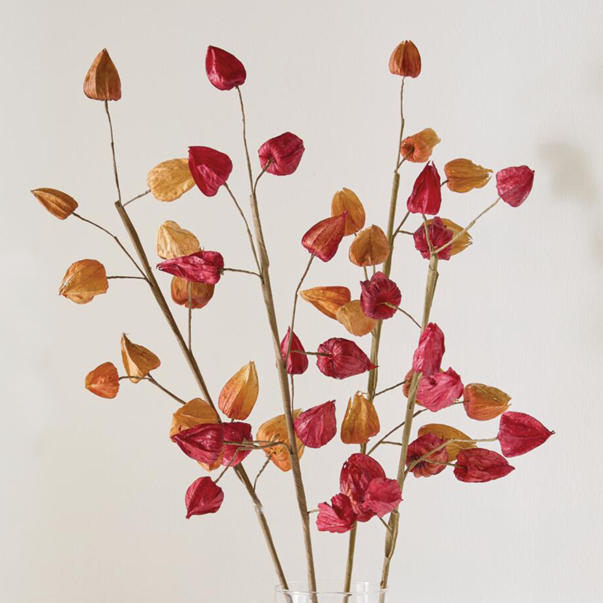 Acheter Branche décorative « Physalis », lot de 2 dans la boutique en ligne de Frank Flechtwaren pour Couleurs d'automne