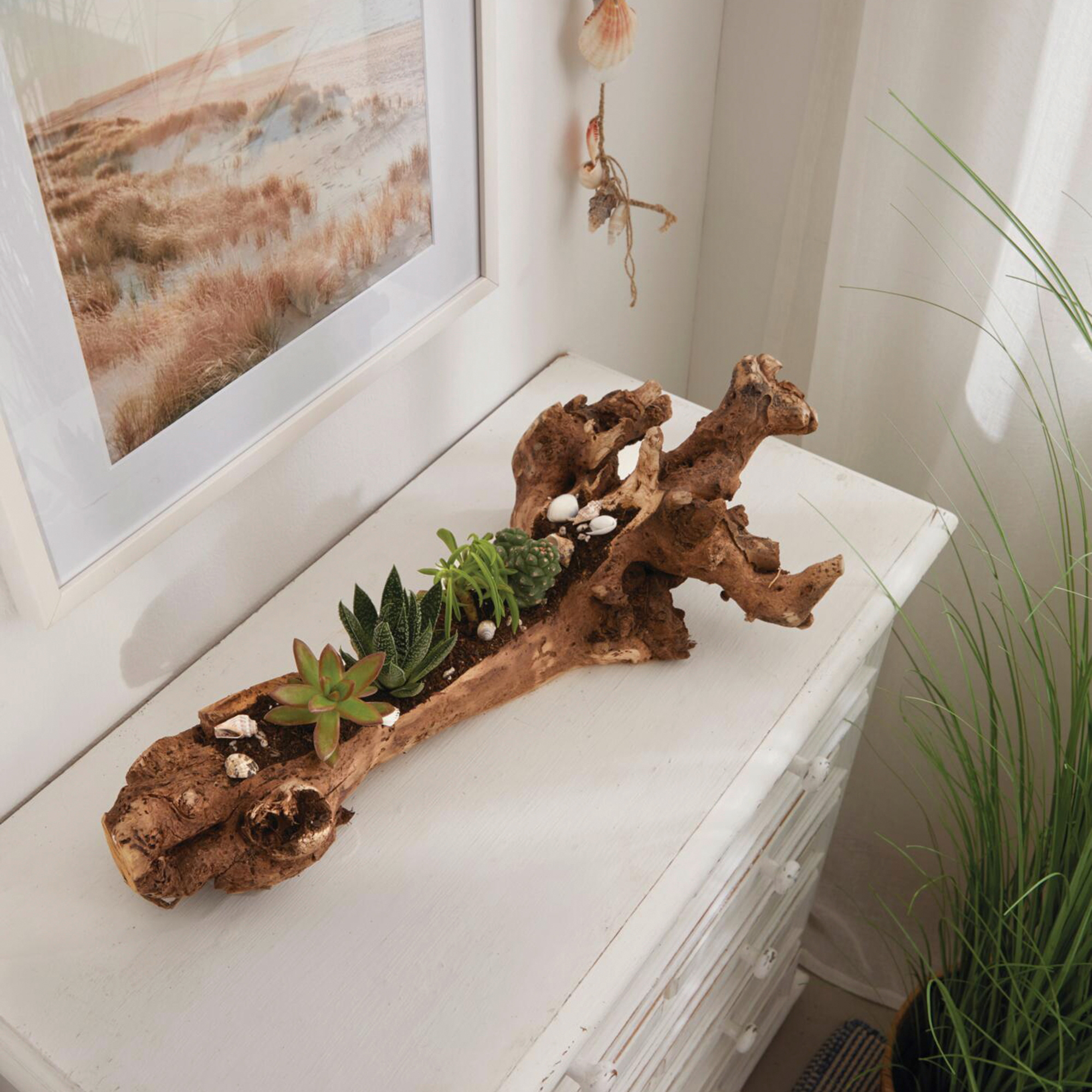 Acheter Racine décorative "Rustic Art"  dans la boutique en ligne de Frank Flechtwaren