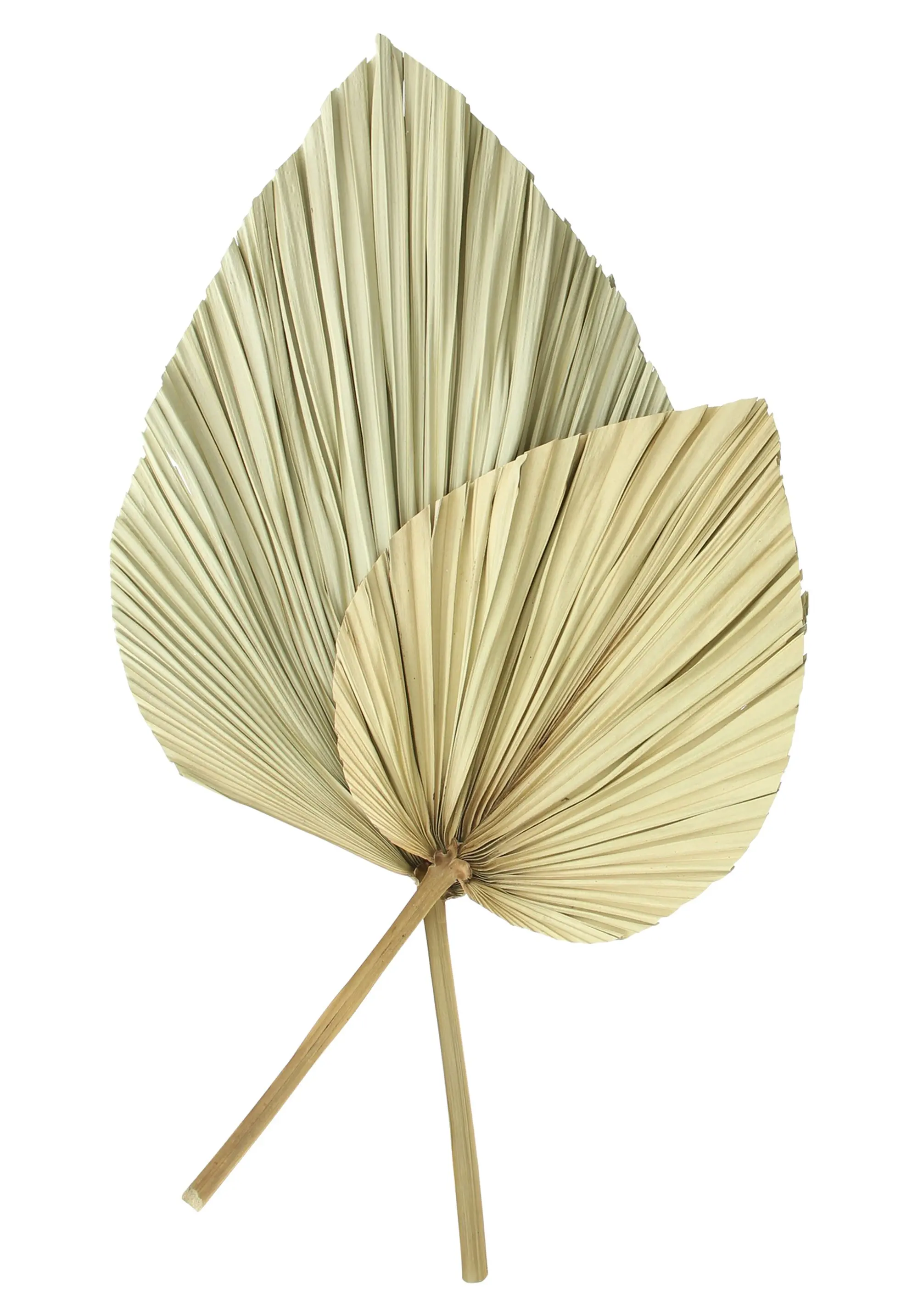 Acheter Lot de 2 feuilles de décoration "palme"  dans la boutique en ligne de Frank Flechtwaren pour Décorations murales