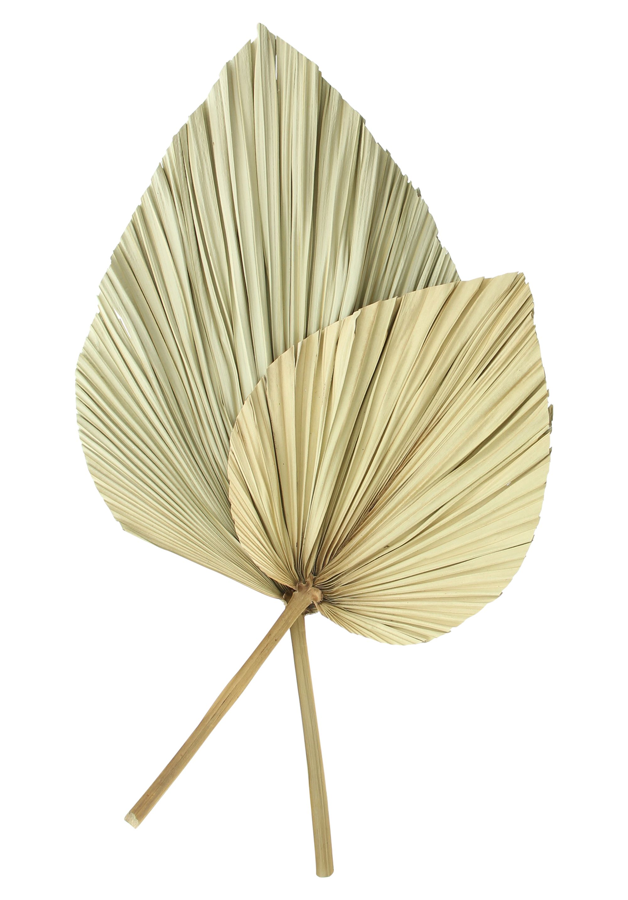 Acheter Lot de 2 feuilles de décoration "palme" dans la boutique en ligne de Frank Flechtwaren pour Automne Acheter Lot de 2 feuilles de décoration "palme" dans la boutique en ligne de Frank Flechtwaren pour Automne