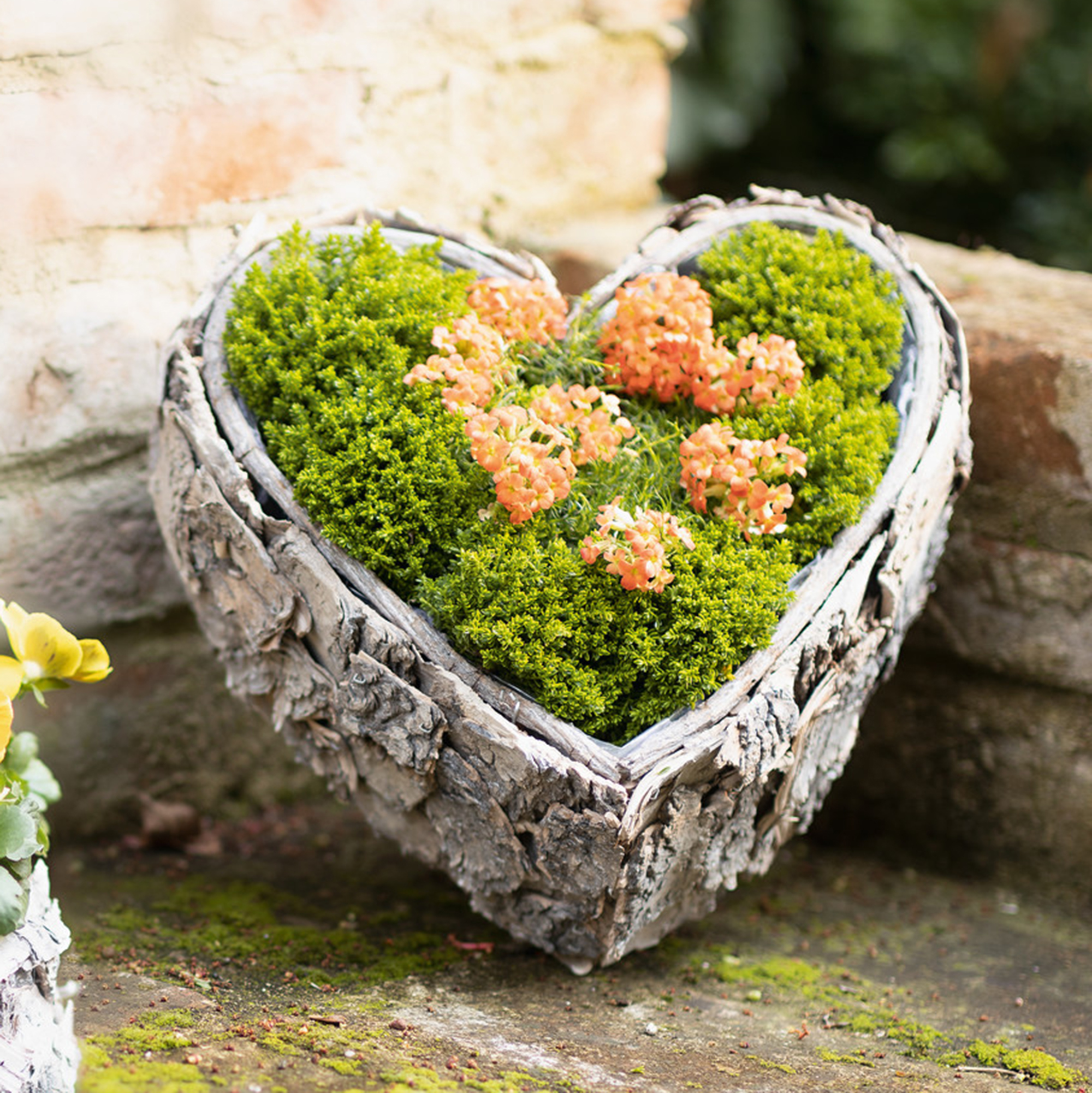 Acheter Jardinière en forme de coeur "écorce de bouleau" dans la boutique en ligne de Frank Flechtwaren pour Pâques Acheter Jardinière en forme de coeur "écorce de bouleau" dans la boutique en ligne de Frank Flechtwaren pour Pâques