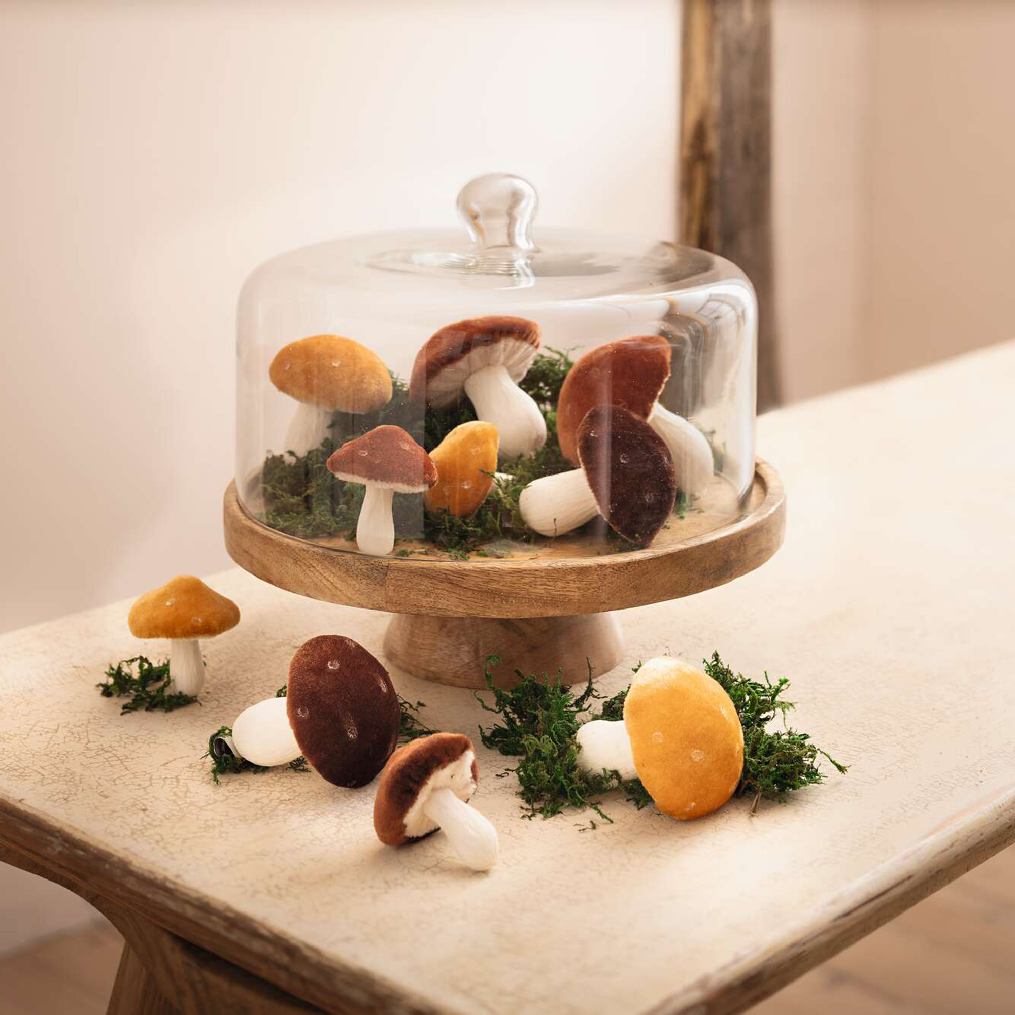 Acheter Plateau "bois de manguier" avec cloche en verre  dans la boutique en ligne de Frank Flechtwaren pour Cuisine