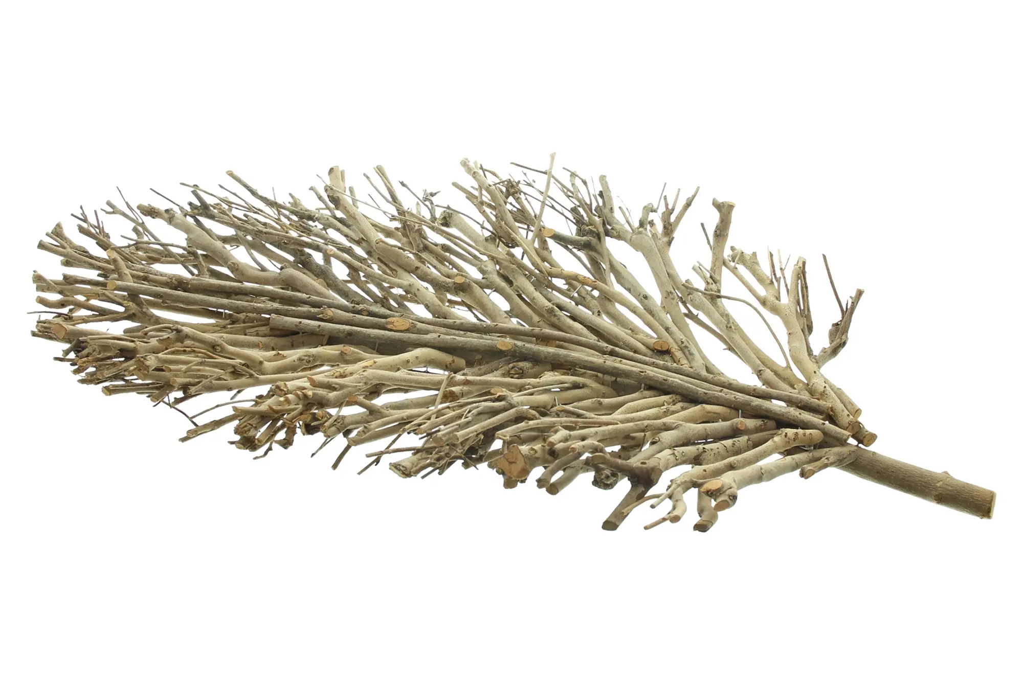 Acheter Feuille décorative "ramifiée"  dans la boutique en ligne de Frank Flechtwaren pour Bouquets décoratifs