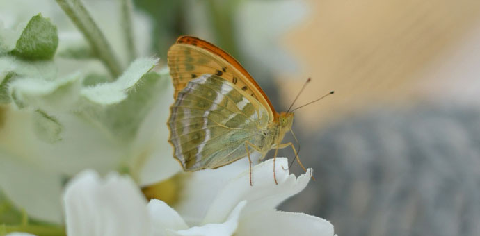 Décoration florale : papillon orange sur des fleurs blanches, une décoration estivale naturelle