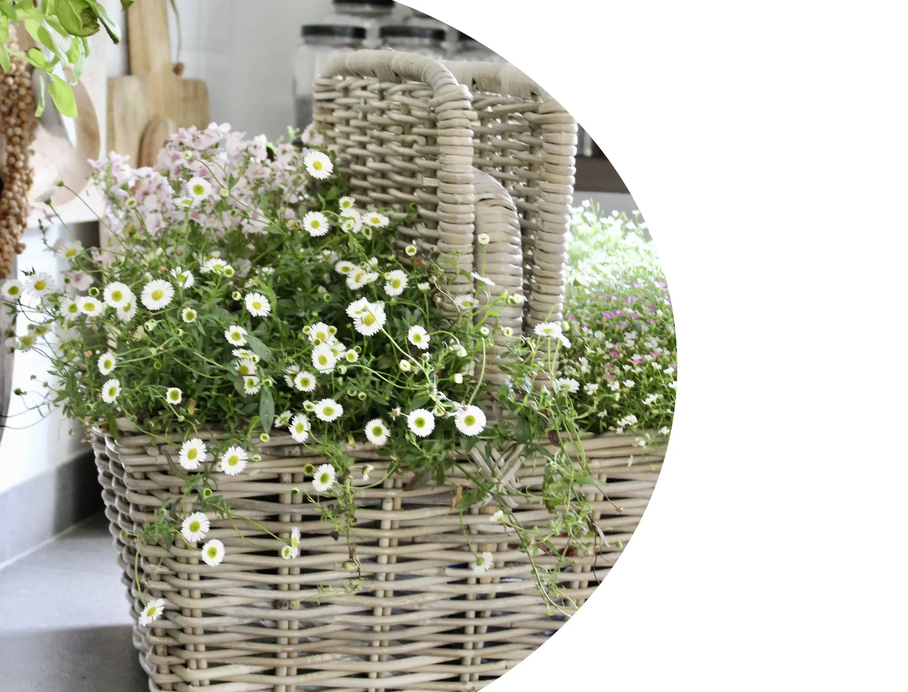 Panier à plantes : panier en osier tressé orné de marguerites blanches et de fleurs d'été roses, pour une décoration naturelle