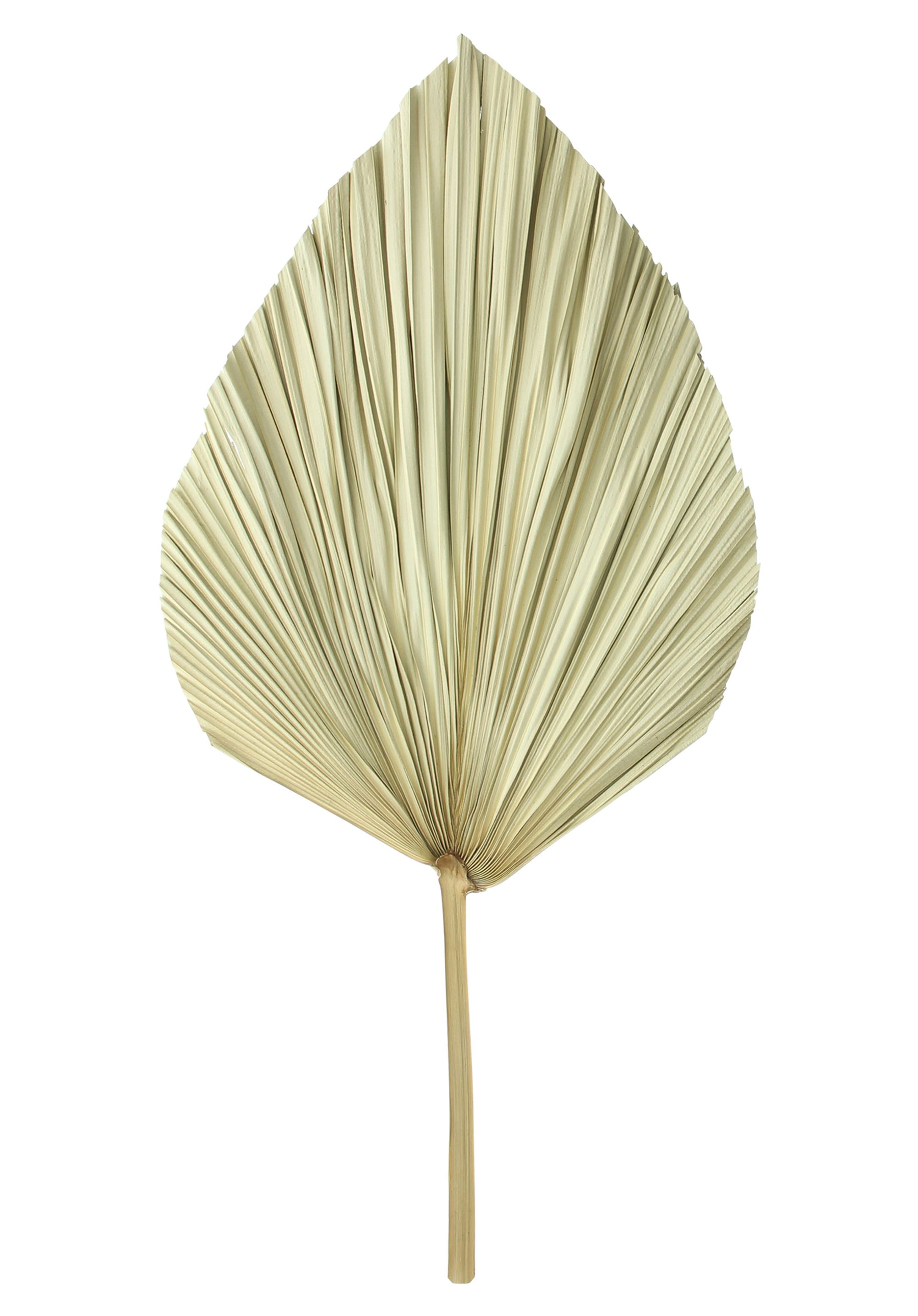 Acheter Lot de 2 feuilles de décoration "palme" dans la boutique en ligne de Frank Flechtwaren pour Automne Acheter Lot de 2 feuilles de décoration "palme" dans la boutique en ligne de Frank Flechtwaren pour Automne