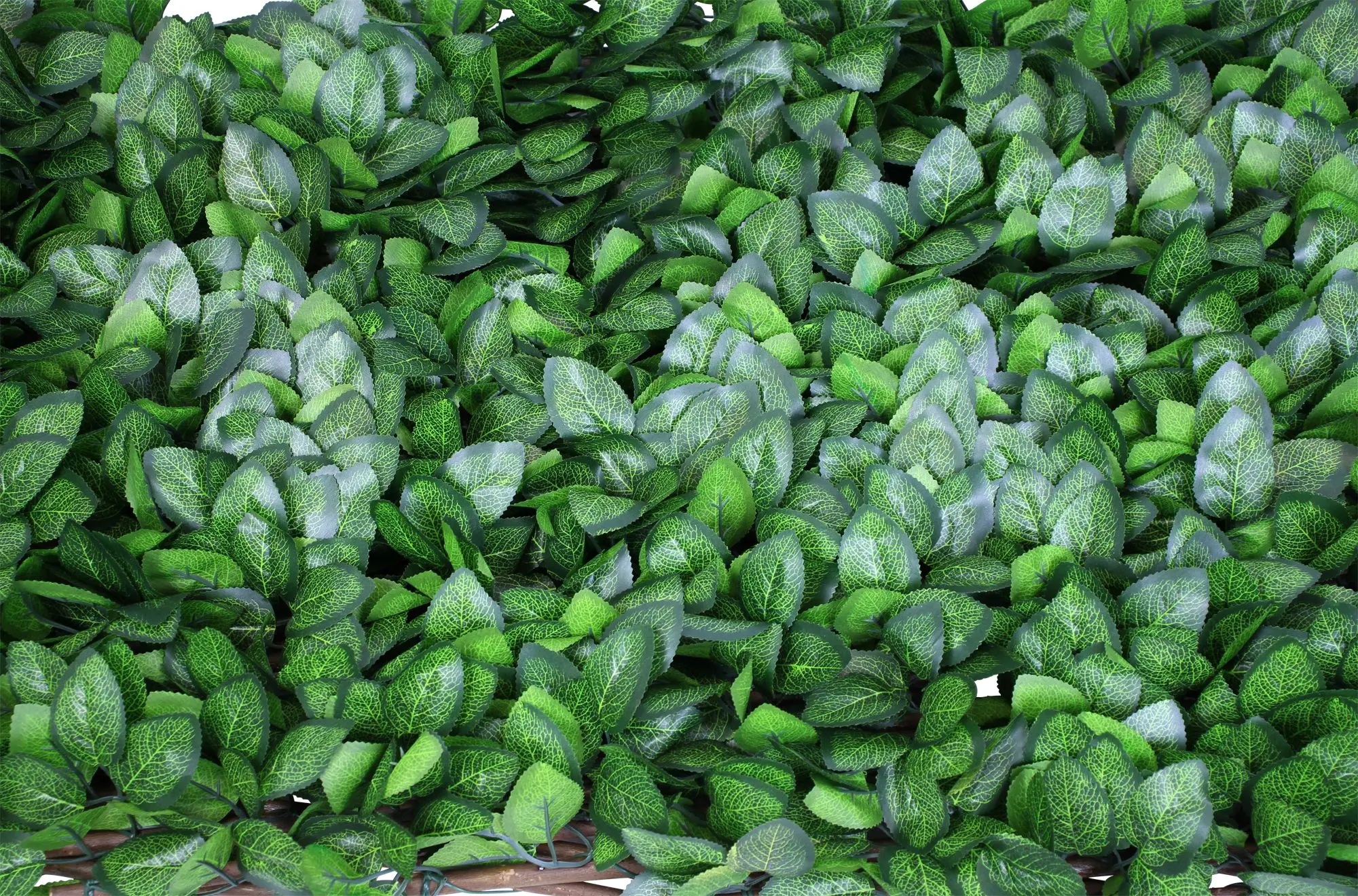 Acheter Brise-vue "toujours vert"  dans la boutique en ligne de Frank Flechtwaren pour Bordures &amp; clôtures