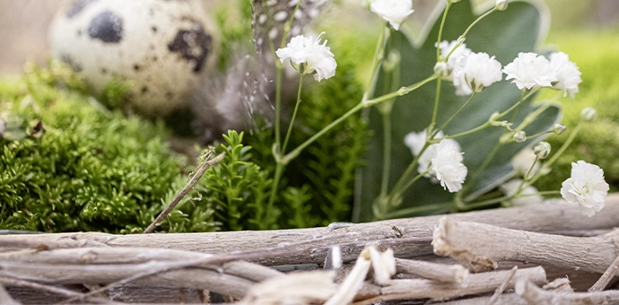 Osterdeko: Wachtelei mit weißen Blüten und grünem Moos in geflochtener Zweigdekoration