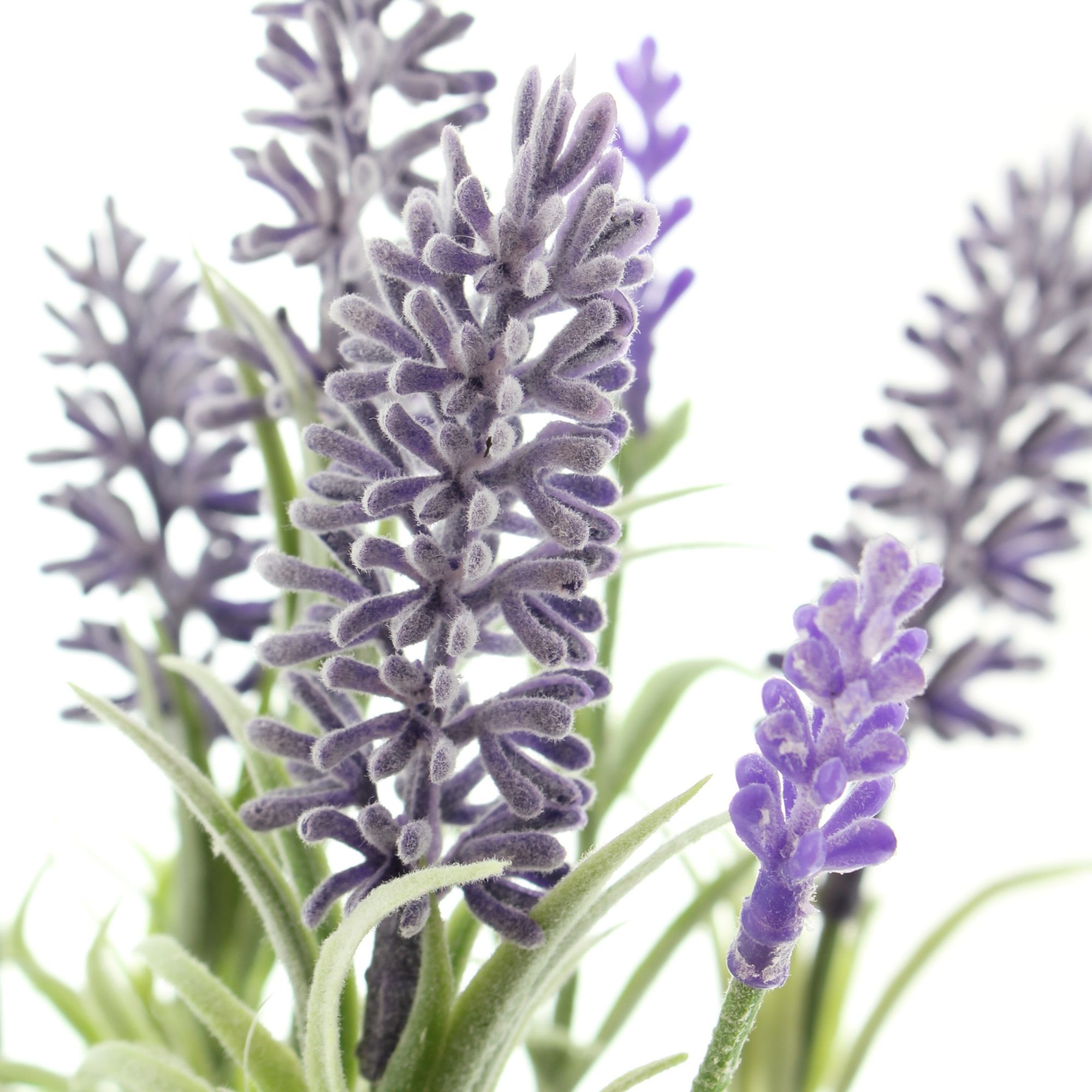 Acheter Lavande en pot dans la boutique en ligne de Frank Flechtwaren pour Plantes artificielles Acheter Lavande en pot dans la boutique en ligne de Frank Flechtwaren pour Plantes artificielles