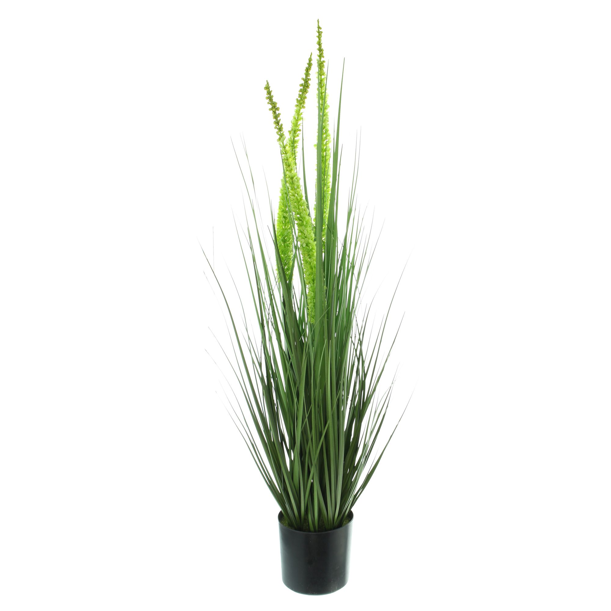 Acheter Plante en pot "érémurus"  dans la boutique en ligne de Frank Flechtwaren pour Plantes artificielles