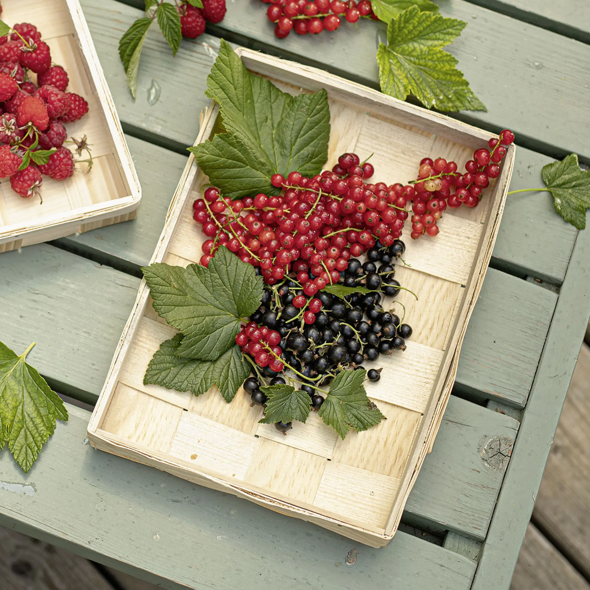 Acheter Contenant "plat"  dans la boutique en ligne de Frank Flechtwaren