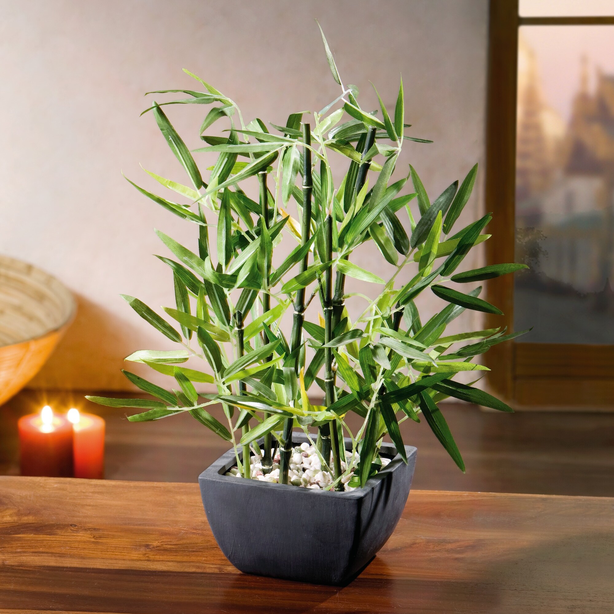 Acheter Bambou en pot  dans la boutique en ligne de Frank Flechtwaren