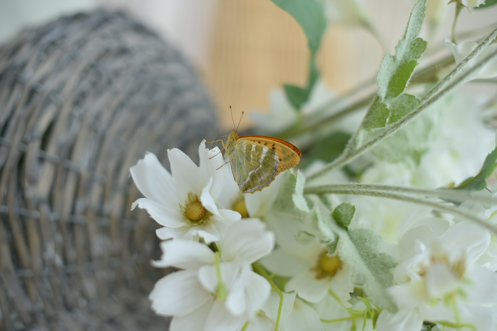 Décoration florale : papillon orange sur des fleurs blanches, une décoration estivale naturelle