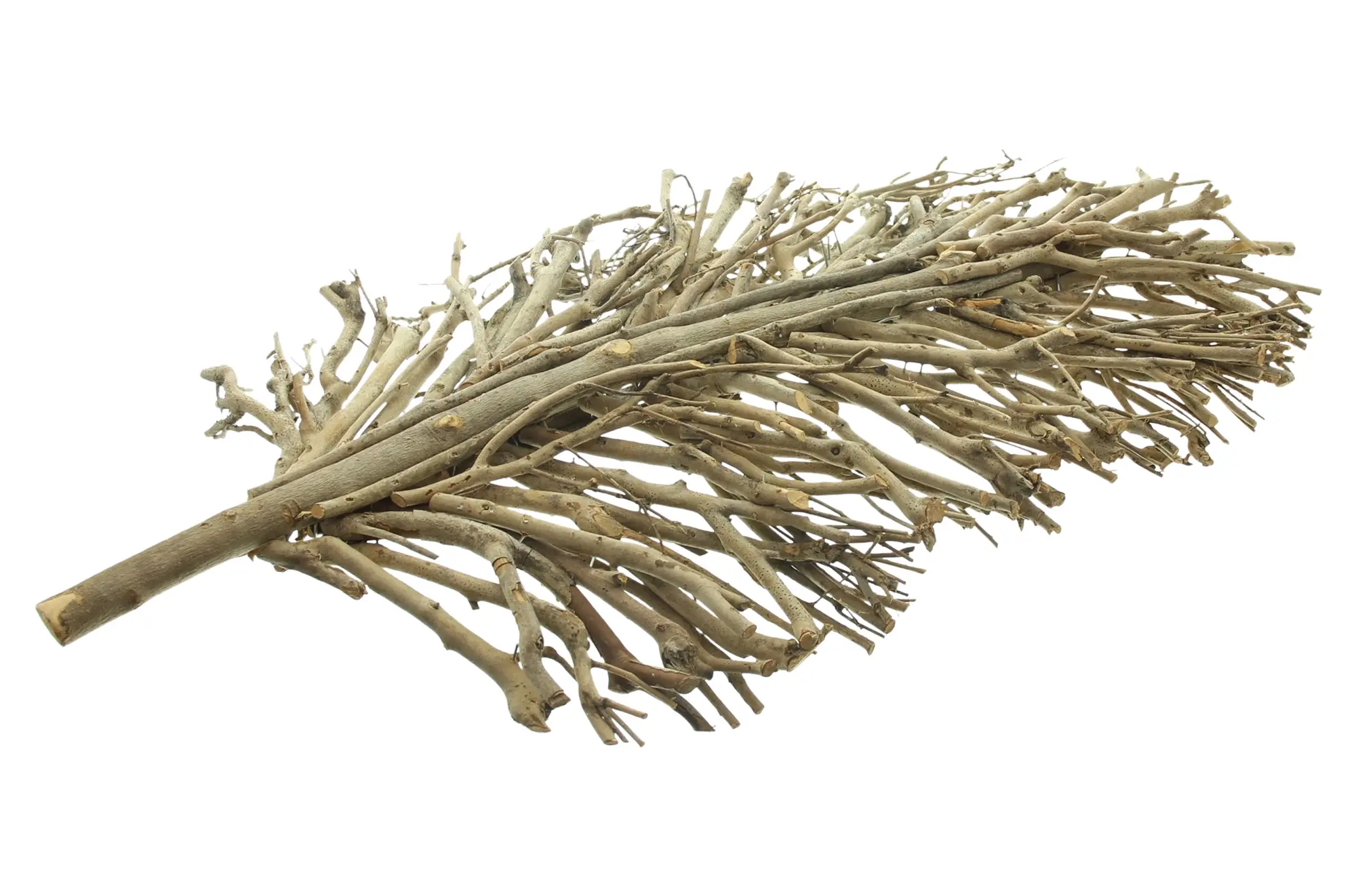 Acheter Feuille décorative "ramifiée"  dans la boutique en ligne de Frank Flechtwaren pour Bouquets décoratifs