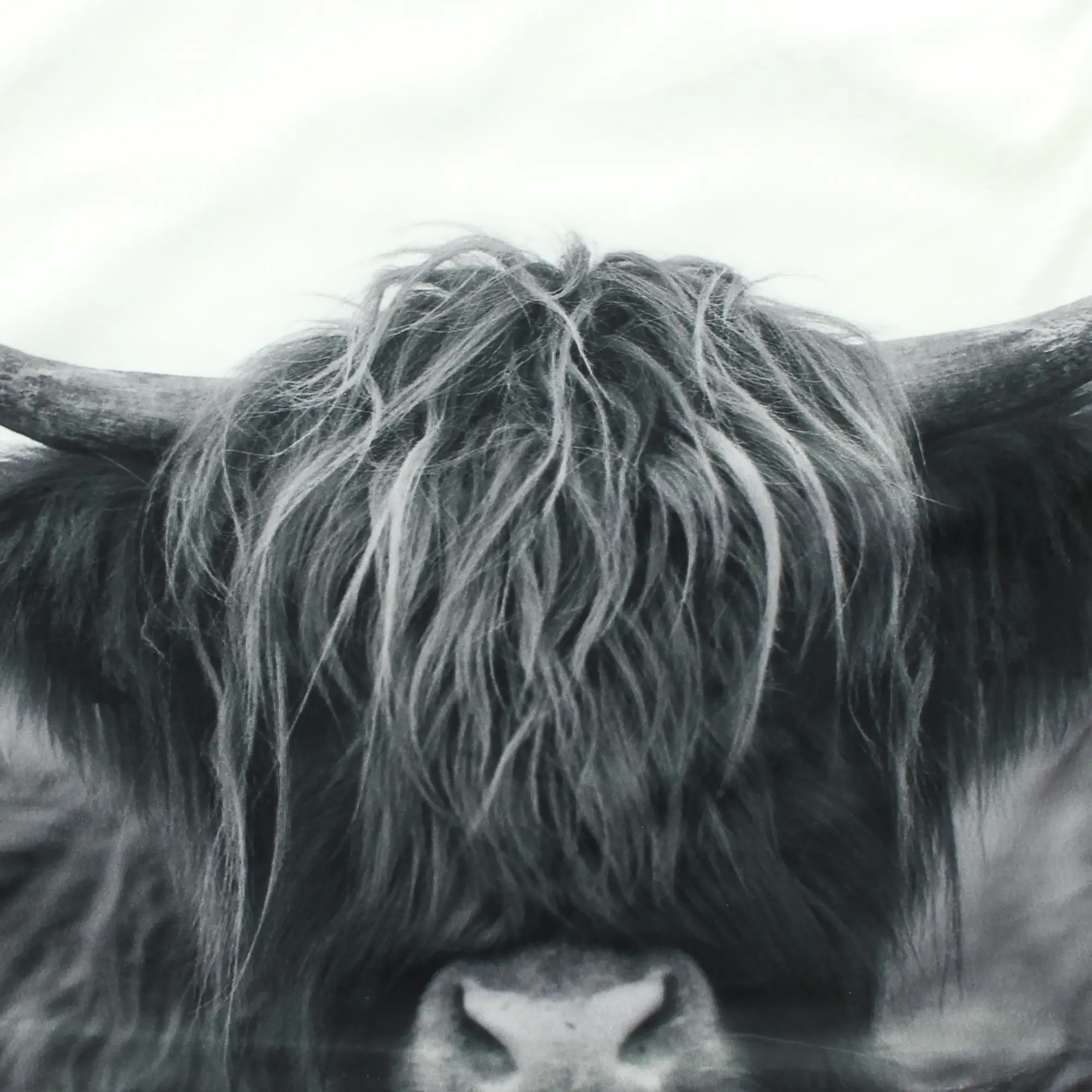 Acheter Housse de coussin "Galloway" dans la boutique en ligne de Frank Flechtwaren pour Textiles Acheter Housse de coussin "Galloway" dans la boutique en ligne de Frank Flechtwaren pour Textiles