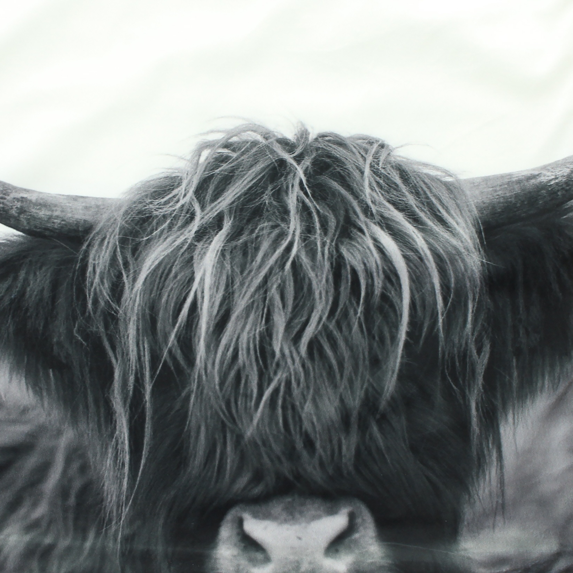 Acheter Housse de coussin "Galloway"  dans la boutique en ligne de Frank Flechtwaren pour Textiles