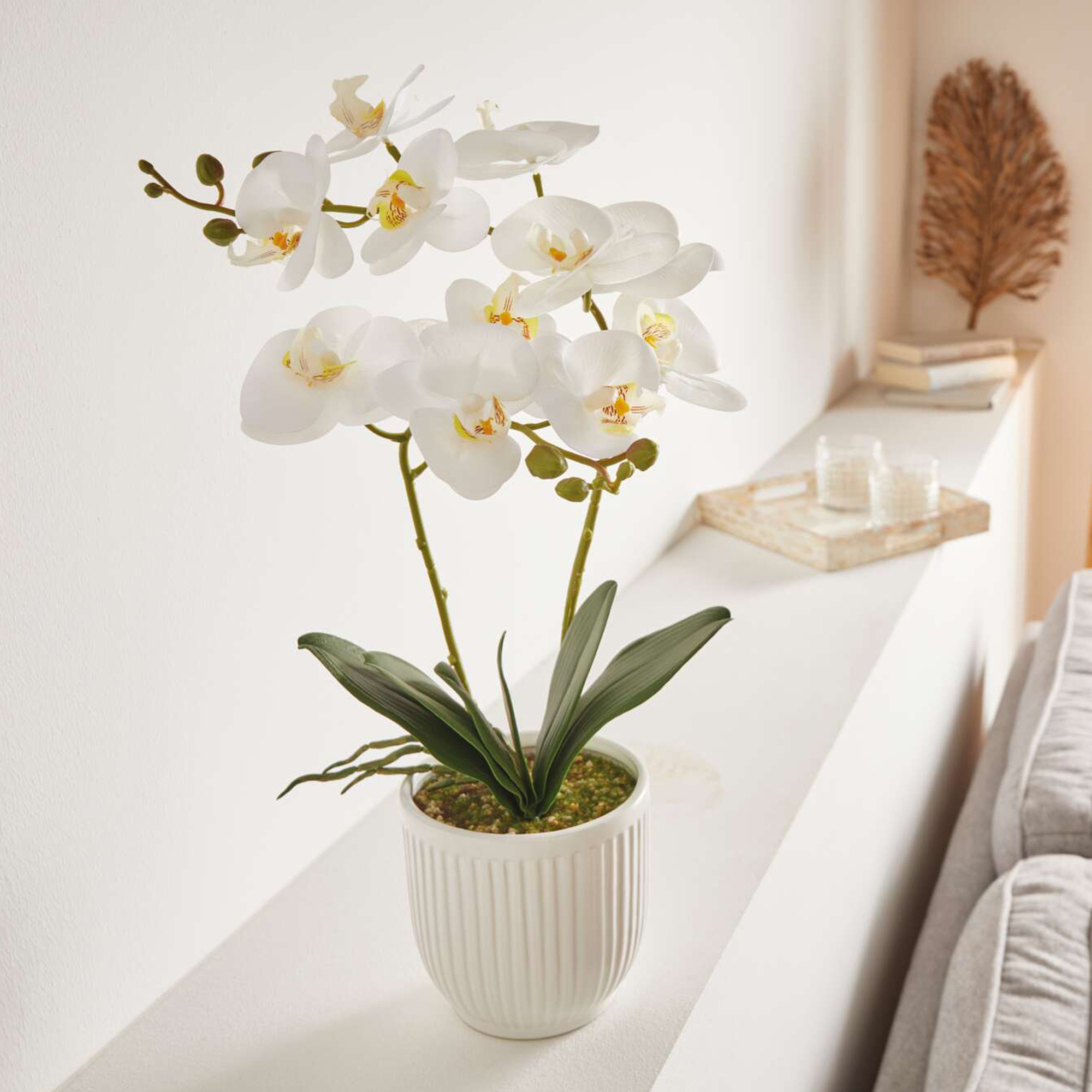 Acheter Orchidée en pot "White Butterfly"  dans la boutique en ligne de Frank Flechtwaren