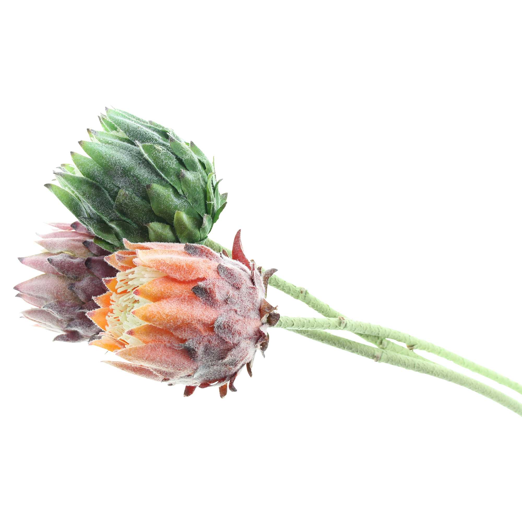 Acheter Lot de 3 fleurs "protea"  dans la boutique en ligne de Frank Flechtwaren pour Plantes artificielles