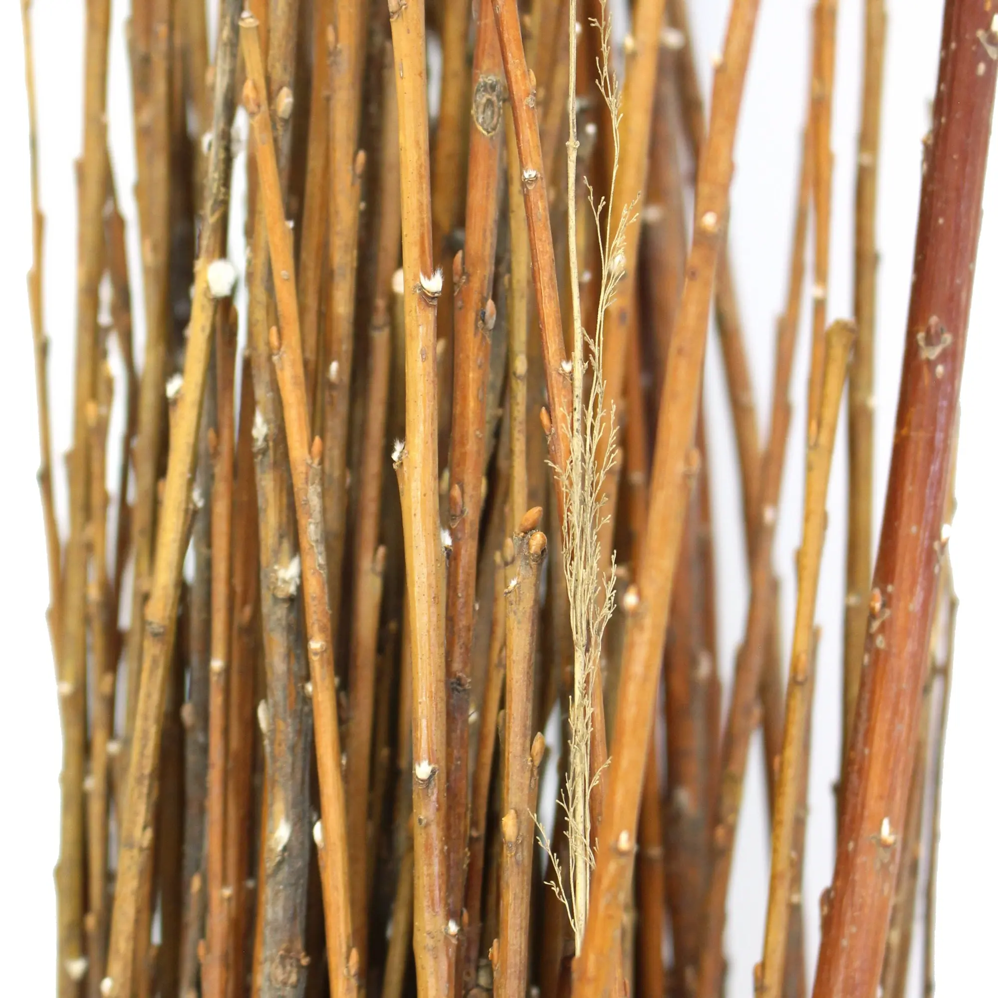 Acheter Fagot d'osier dans la boutique en ligne de Frank Flechtwaren pour Bouquets décoratifs Acheter Fagot d'osier dans la boutique en ligne de Frank Flechtwaren pour Bouquets décoratifs